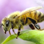 Revisiting honey bees in Miami